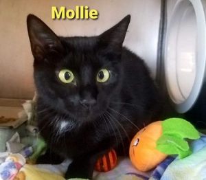 . Molly .
