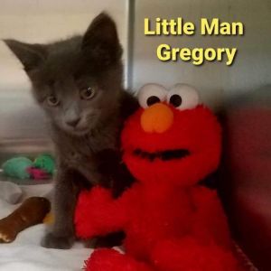 . Little Man Gregory .