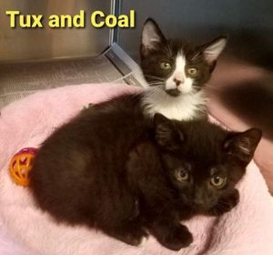 . Coal (m) and Tux (m) .