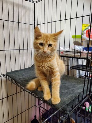 . Purrbucket .