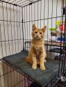. Purrbucket .