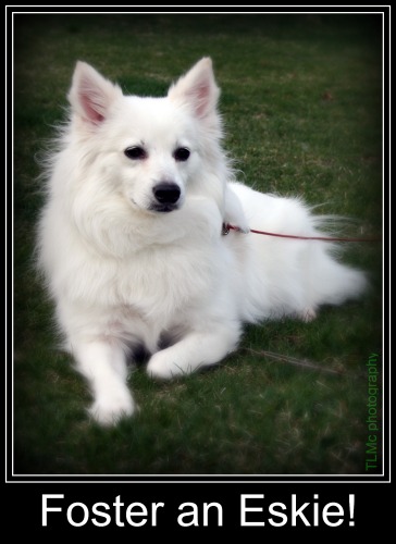 FOSTER HOMES NEEDED