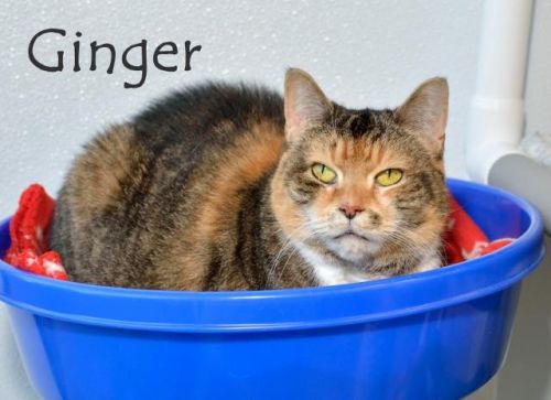. Ginger (declawed) .