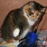 . Ginger (declawed) .