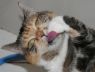 . Ginger (declawed) .