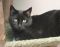 Bumble: Domestic Short Hair-Black, Cat; Naperville, IL