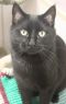 Bumble: Domestic Short Hair-Black, Cat; Naperville, IL