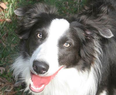 Blue Ridge Border Collie Rescue