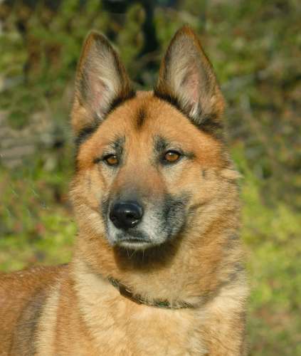 Belgian Shepherd Dog Adoption