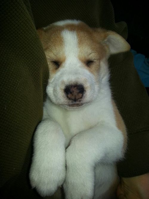 husky mix puppy for adoption! awwwww | Puppy adoption, Husky mix ...
