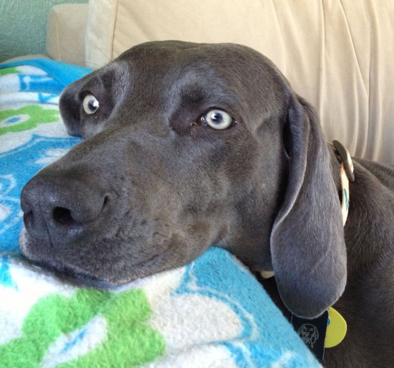 Blue Weimaraner Club of America | Archive | Illinois