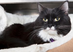 . Bootsie-Wants to be your only princess. Meet her at Petsmart Manchester .