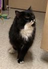 . Bootsie-Wants to be your only princess. Meet her at Petsmart Manchester .