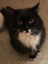 . Bootsie-Wants to be your only princess. Meet her at Petsmart Manchester .