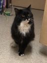 . Bootsie-Wants to be your only princess. Meet her at Petsmart Manchester .