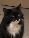. Bootsie-Wants to be your only princess. Meet her at Petsmart Manchester .