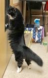 . Bootsie-Wants to be your only princess. Meet her at Petsmart Manchester .