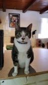 . Mr. Biggles .