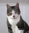 . Mr. Biggles .