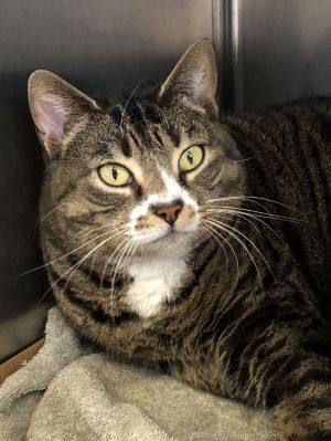 . Monique- âIâd like a quiet home. Meet me at Petsmart Manchesterâ .