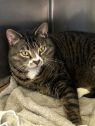 . Monique- âIâd like a quiet home. Meet me at Petsmart Manchesterâ .