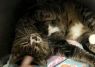 . Monique- âIâd like a quiet home. Meet me at Petsmart Manchesterâ .
