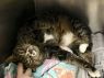 . Monique- âIâd like a quiet home. Meet me at Petsmart Manchesterâ .