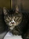 . Monique- âIâd like a quiet home. Meet me at Petsmart Manchesterâ .