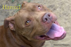 . Hanzel .
