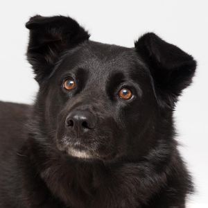 Available Pets | Northern Chautauqua Canine Rescue