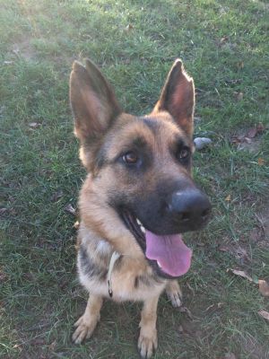 Adoptable Dogs – Journey Home GSD Rescue