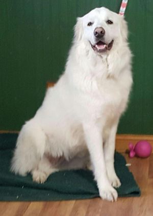 . Sophie Simone - Adopted! .