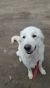 . Annie - Adopted! .