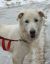 . Annie - Adopted! .