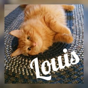 . Louis .