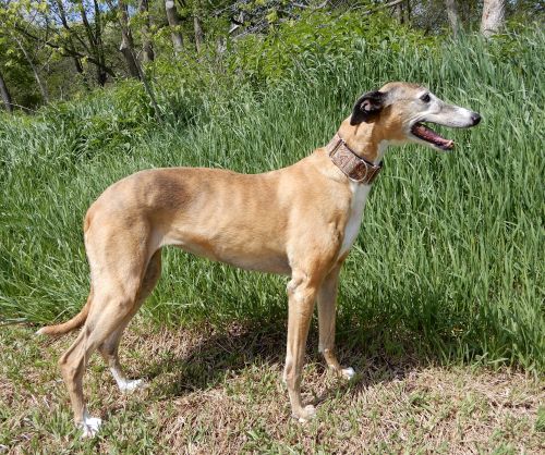 Heartland Greyhound Adoption