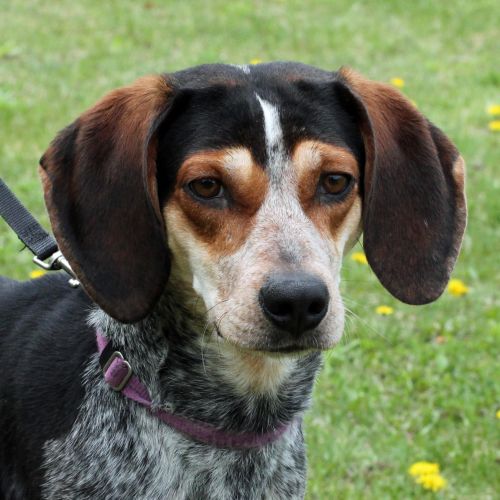 Adopt a Dog at the Eau Claire County Humane Association | Wisconsin ...