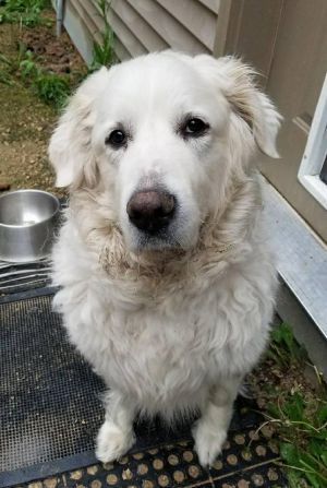 . Honey - Adoption Pending! .