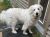 . Honey - Adoption Pending! .