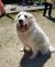 . Honey - Adoption Pending! .