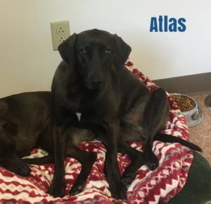 . Atlas .