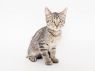 . KITTENS! .