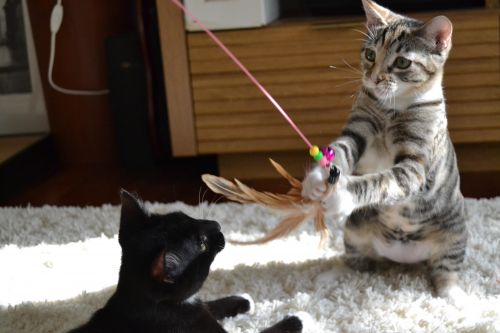 . Sally & Midnight .