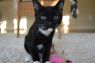 . Sally & Midnight .