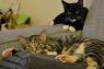 . Sally & Midnight .