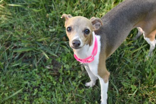 Available IGs in Missouri and Kansas | Midwest Italian Greyhound Rescue