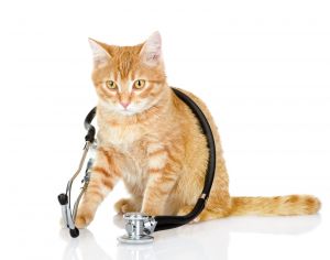 . HOSPICE CATS .