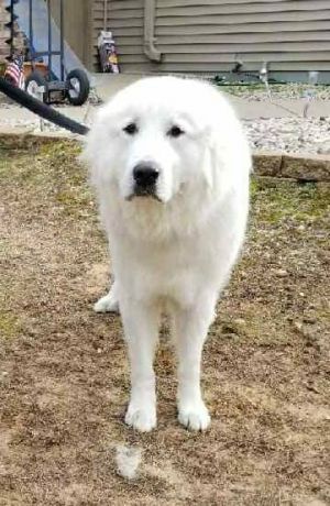 . Cooper - Adopted! .