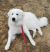 . Cooper - Adopted! .