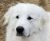. Cooper - Adopted! .